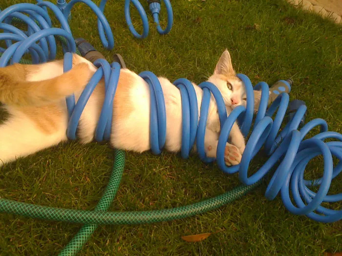 161 Cats Who Immediately Regretted Their Poor Life Choices