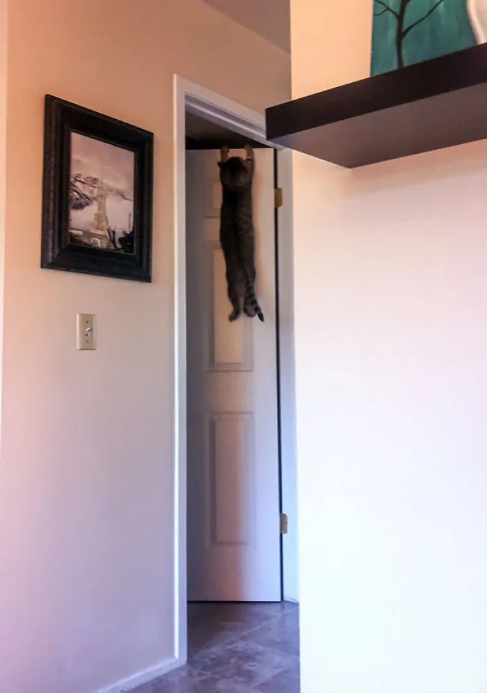 150 Cats Who Immediately Regretted Their Poor Life Choices