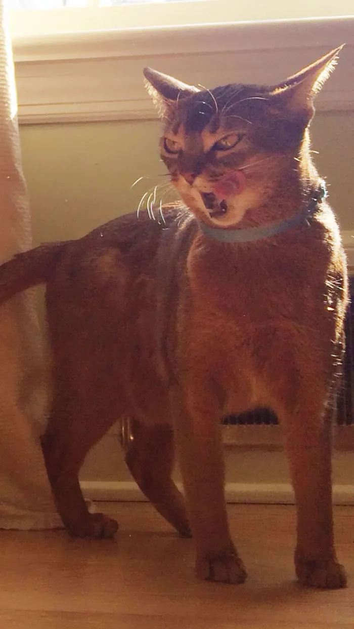 How To Tell If Your Cat's Secretly Planning To Kill You