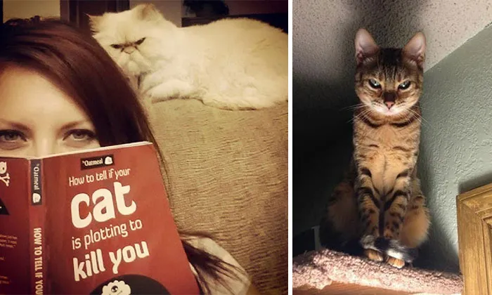 How To Tell If Your Cat's Secretly Planning To Kill You