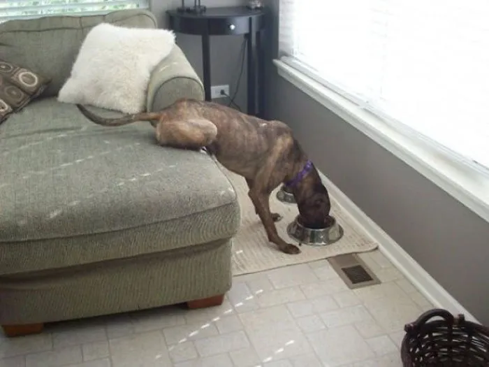 Lazy Dog