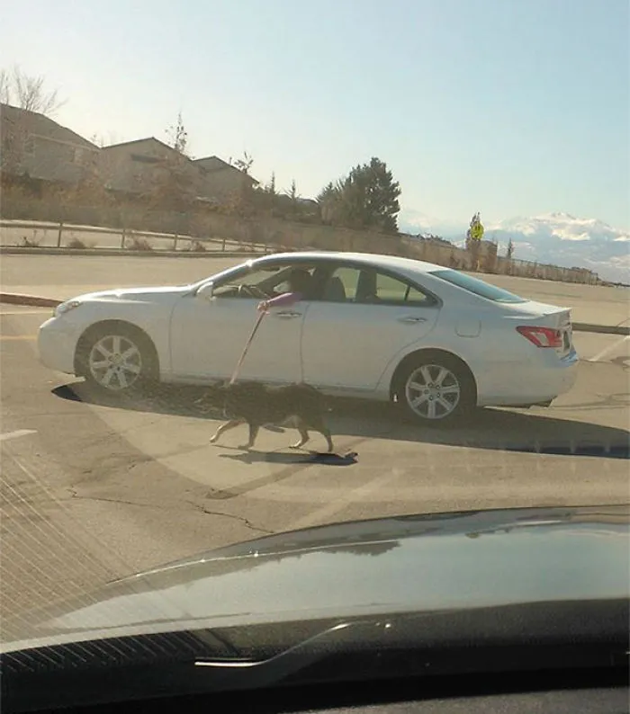 Lazy Dog Walker