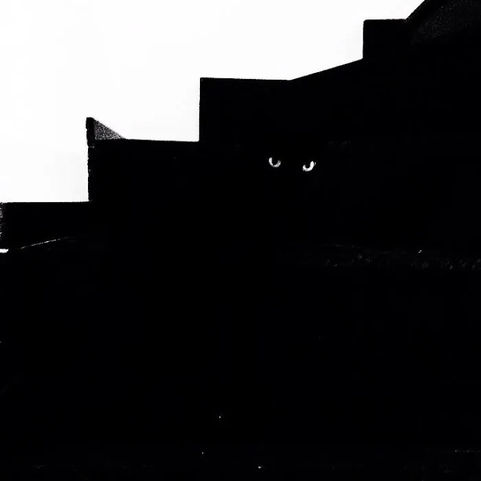 109 Camouflaged Cats That Win At Hide And Seek