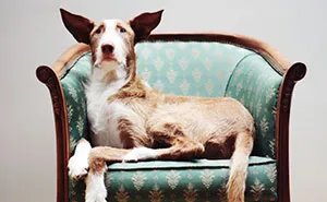 I Photograph Greyhounds Rescued From Horrible Masters Who Tortured Them For Poor Hunting Performance