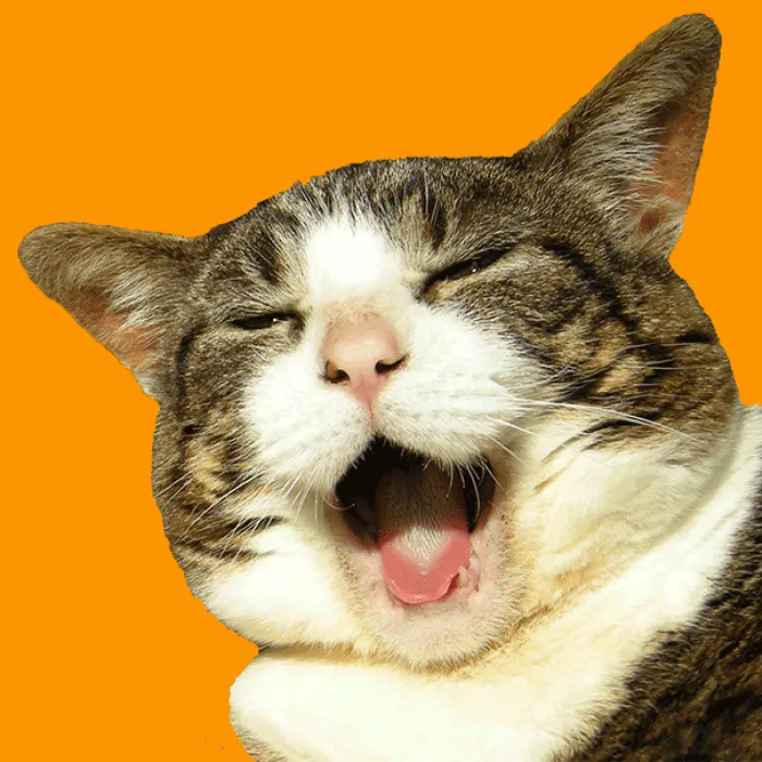 Greedy Cat