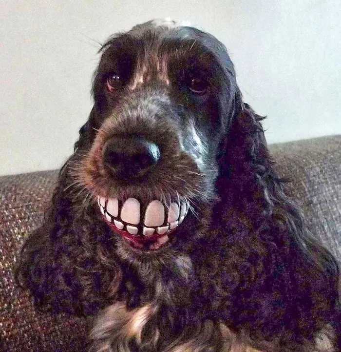 Ball-crazy Cockerspaniel