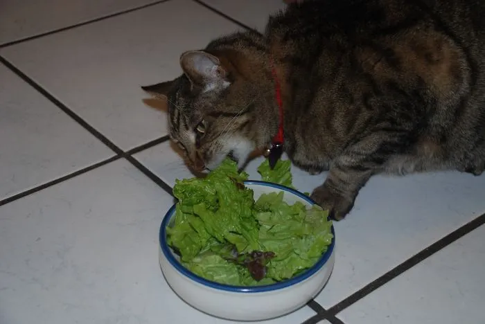 No Darling, I'm On A Diet