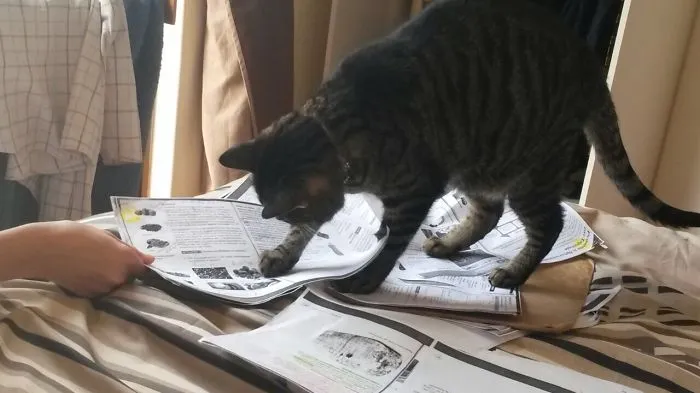 Scientific Investigation.