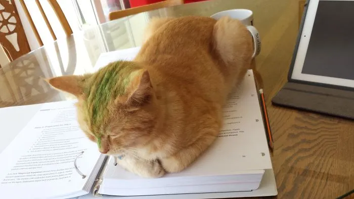 Mini Two Didn't Let Me Study, So I "highlighted" Her ;)
