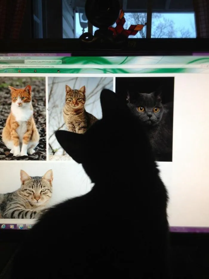 113 Photos Taken At Just The Right Moment