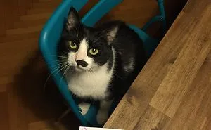 114 Asshole Cats Being Shamed For Their Crimes
