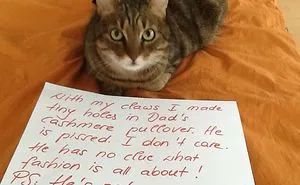 114 Asshole Cats Being Shamed For Their Crimes