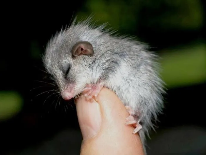 Sweet Dreams