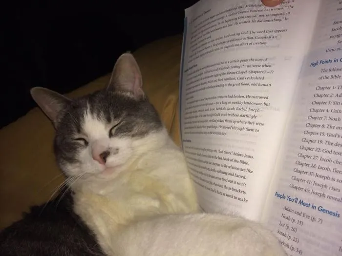 I'm Sorry, We're You Reading? I Need To Sleep And You Take Up Too Much Room.