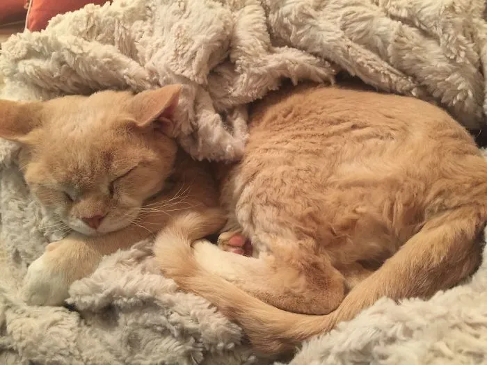 109 Camouflaged Cats That Win At Hide And Seek