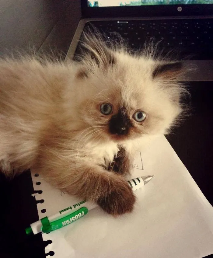 #ralphie Tomcat Is Studying Too