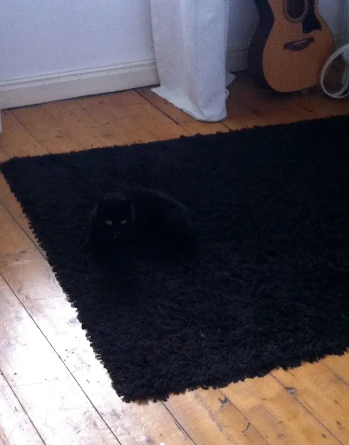 109 Camouflaged Cats That Win At Hide And Seek