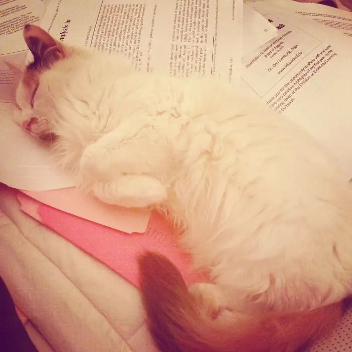Zzzzzz