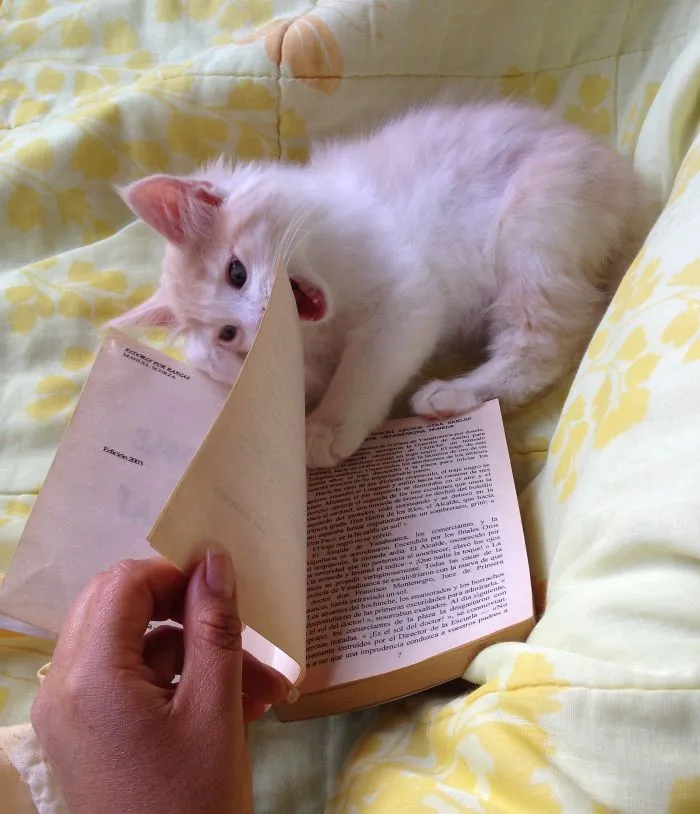 Wait! Wait! This Chapter Is The Tastiest!