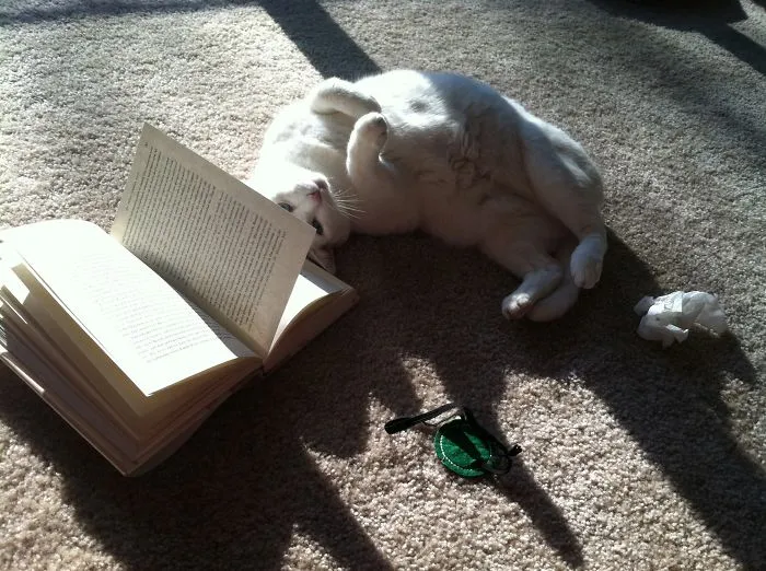 You Weren't On A Certain Page Or Anything, Were You? Eh..rub My Tummy.
