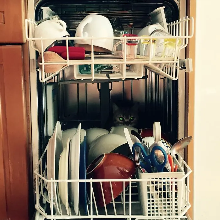 How To Tell If Your Cat's Secretly Planning To Kill You