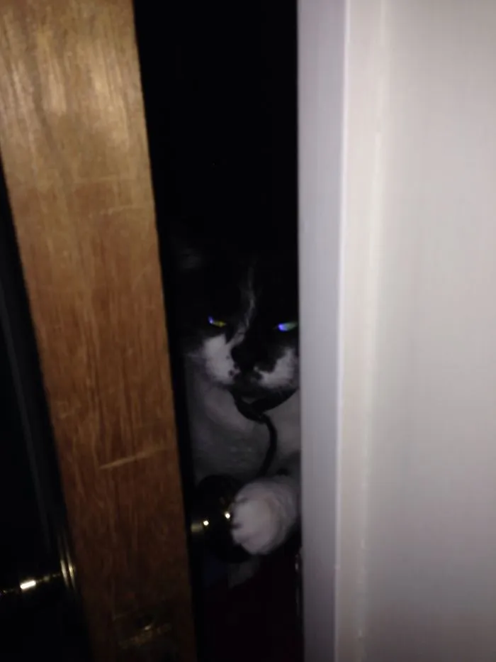How To Tell If Your Cat's Secretly Planning To Kill You