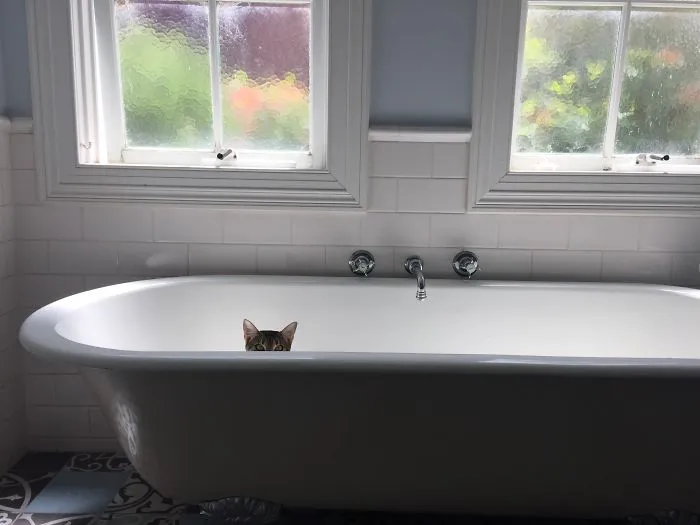 How To Tell If Your Cat's Secretly Planning To Kill You