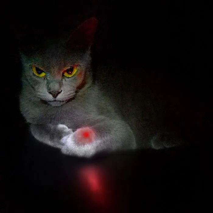 How To Tell If Your Cat's Secretly Planning To Kill You