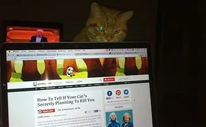 How To Tell If Your Cat's Secretly Planning To Kill You