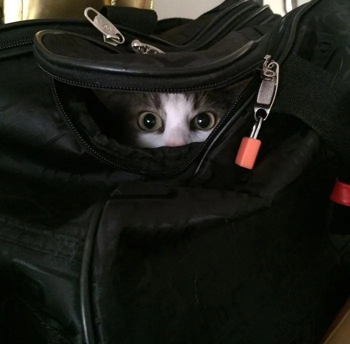How To Tell If Your Cat's Secretly Planning To Kill You