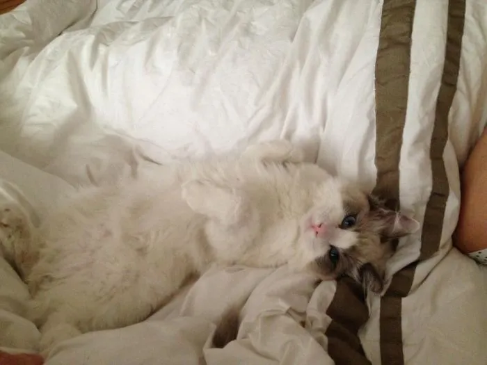 109 Camouflaged Cats That Win At Hide And Seek