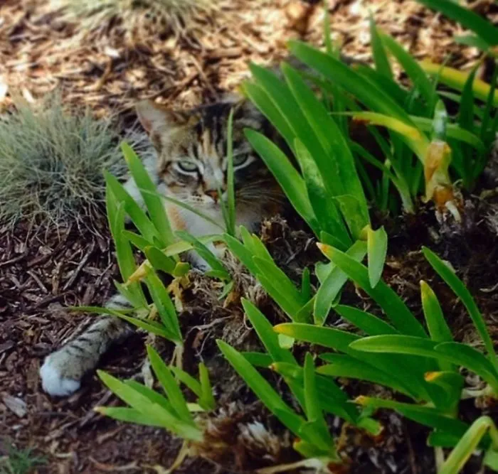 109 Camouflaged Cats That Win At Hide And Seek