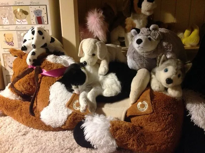 109 Camouflaged Cats That Win At Hide And Seek