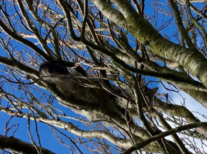 109 Camouflaged Cats That Win At Hide And Seek
