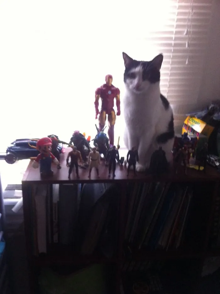 109 Camouflaged Cats That Win At Hide And Seek