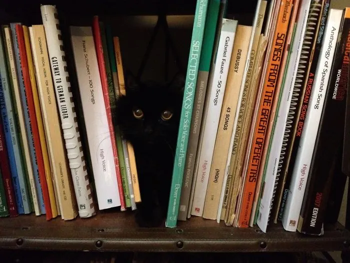 109 Camouflaged Cats That Win At Hide And Seek