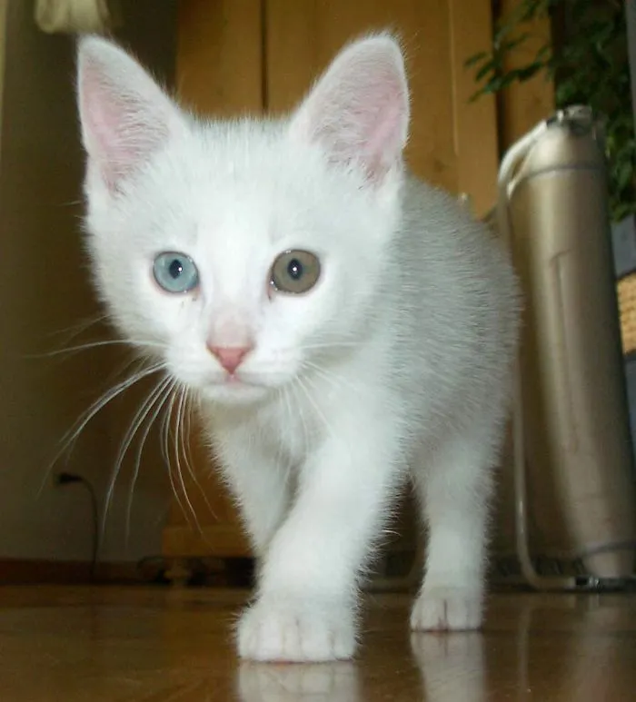 Cat With Different Eye Colors
