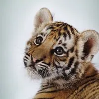 Greatian22