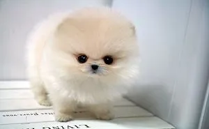 Meet A Cute Teacup Pomeranian