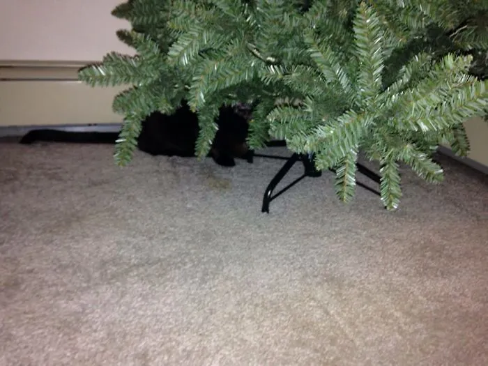 109 Camouflaged Cats That Win At Hide And Seek