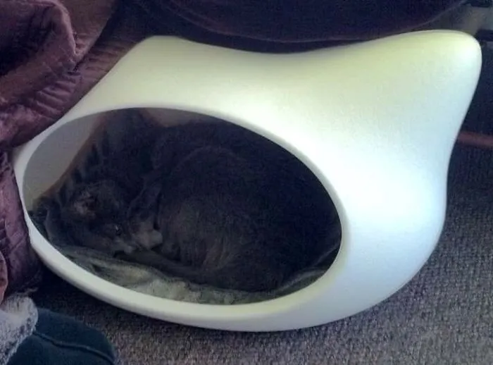 109 Camouflaged Cats That Win At Hide And Seek