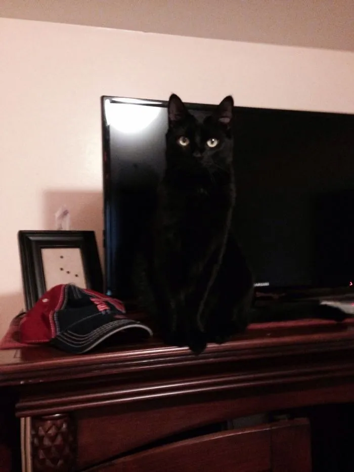 109 Camouflaged Cats That Win At Hide And Seek