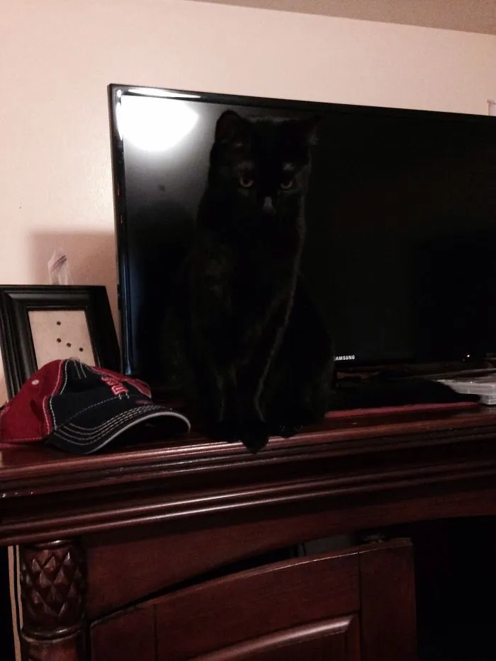 109 Camouflaged Cats That Win At Hide And Seek