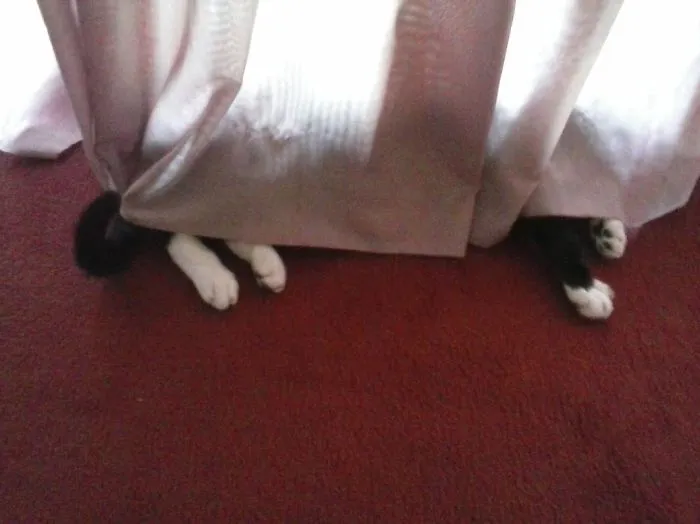 109 Camouflaged Cats That Win At Hide And Seek