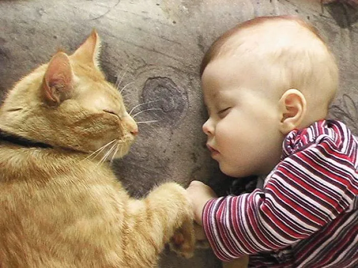 50 Adorable Photos Proving That Your Kids Need A Cat