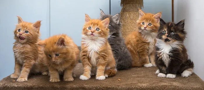 Maine Coon Kittens 7 Weeks Old...