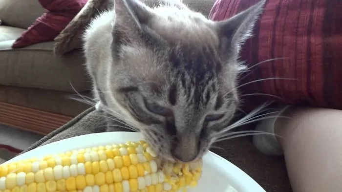 Bbq-hill Billy Cat