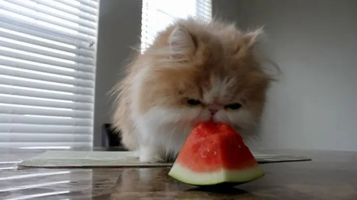 I Hate Water.. But I Love Melon!