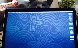 249 Cats That Need Your Attention The Exact Moment You Start Reading