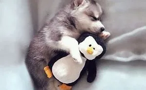 Adorable Baby Wolf That Will Make Your Heart Explode With Cuteness!